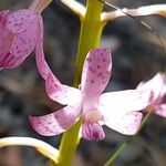 Dipodium punctatum Flor