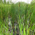 Typha angustifolia برگ