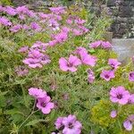 Geranium psilostemonFlor