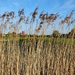 Phragmites australis Folha