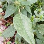 Amaranthus retroflexus Fuelha