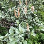 Salix lanata Flower