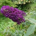 Buddleja japonica Plante entière