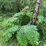 Osmunda regalis Blad