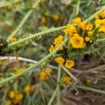 Amsinckia menziesii Flor