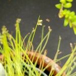 Carex flagellifera Blomst