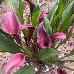 Zantedeschia rehmannii Blomst