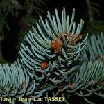 Picea asperata Autre