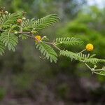 Vachellia tortuosa Vili