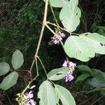 Macropsychanthus malacocarpus Leaf
