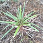 Puya chilensis Blatt
