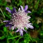 Sixalix atropurpurea Flor