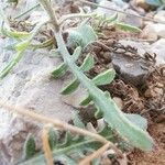 Centaurea salonitana Leaf