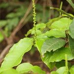 Sclerocroton cornutus Φύλλο