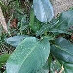 Dieffenbachia parlatorei Leht