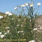 Argyranthemum foeniculaceum Хабит