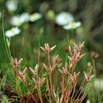 Juncus pygmaeus Habitat