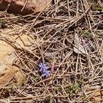 Scilla bifolia Habit