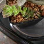 Sedum × rubrotinctum List