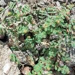 Euphorbia berteroana Hàbitat