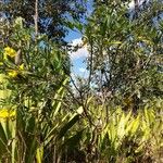 Crotalaria grahamiana Hábito