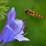 Echium plantagineum Flor