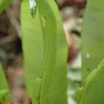 Lomariopsis hederacea 葉