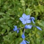 Plumbago europaeaKvet