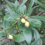 Pittosporum heterophyllum Blatt