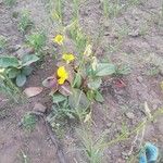 Crotalaria juncea Blatt