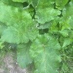 Arctium nemorosum Leaf