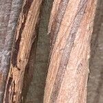 Lonicera acuminata Bark