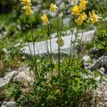 Aquilegia aurea Habit