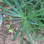 Cyperus alterniflorus Листок