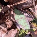 Erythronium americanum Foglia