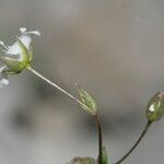 Arenaria provincialis Fleur