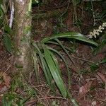 Aechmea angustifolia Кара