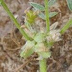 Astragalus sinaicus ফুল