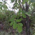 Commiphora mollis Folha