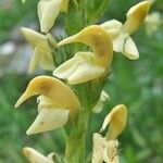 Pedicularis ascendens Flower