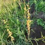 Crotalaria brevidens 花