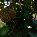 Annona crassiflora Плод