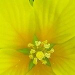 Ludwigia grandiflora Fula
