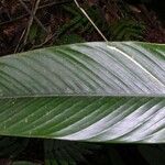 Calathea lasiostachya Leaf