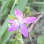 Triodanis perfoliata Flor