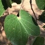 Piliostigma thonningii Leaf