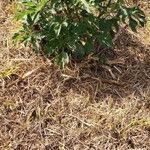 Tithonia diversifolia Habit