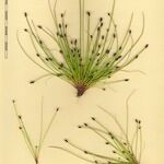 Eleocharis ovata Other