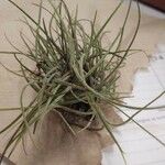 Tillandsia recurvata Ліст