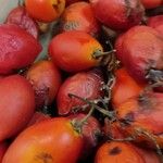 Solanum betaceum Fruit